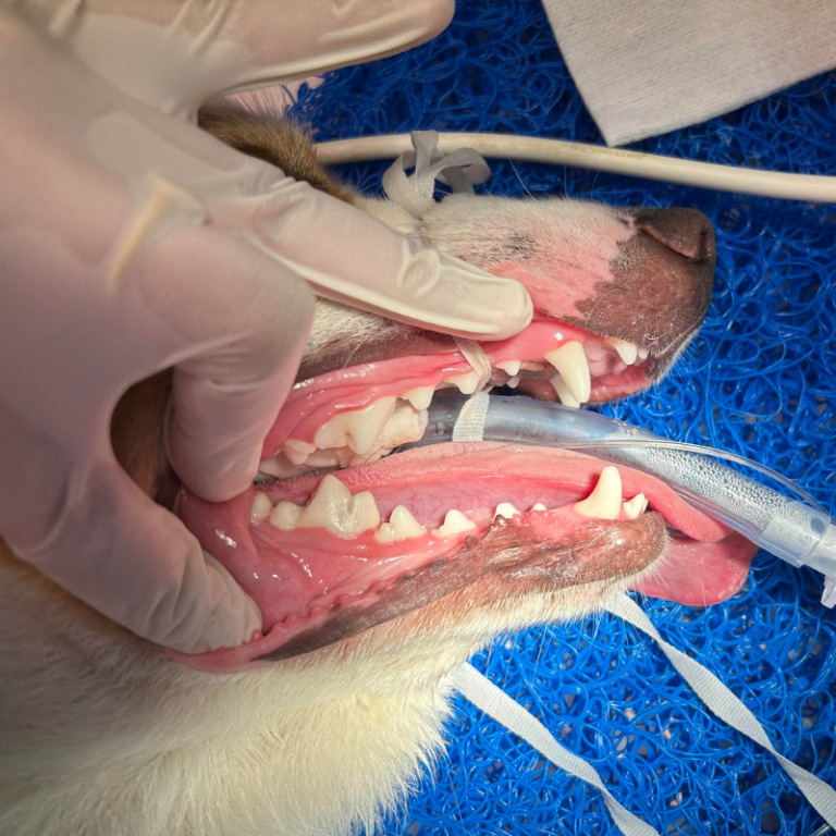 Central New Farm Veterinary surgery - dentistry