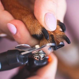 cleveland veterinary clinic nail trimming